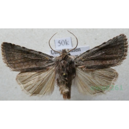 Cerastis rubricosa (Denis & Schiffermüller, 1775) Mara łupkówka Deutschland50k